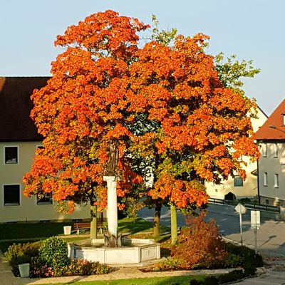Bild vergrern: Herbst in Wackersdorf