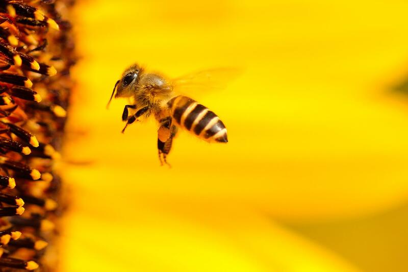 Dem Geheimis der Bienen auf der Spur